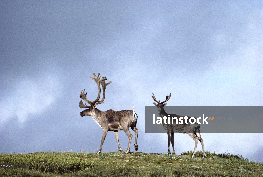 Caribú (Rangifer tarandus) siluetas contra el cielo, Alaska