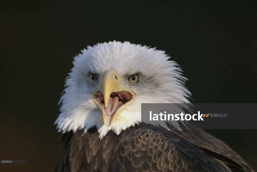 Águila calva (Haliaeetus leucocephalus) llamar, América del norte