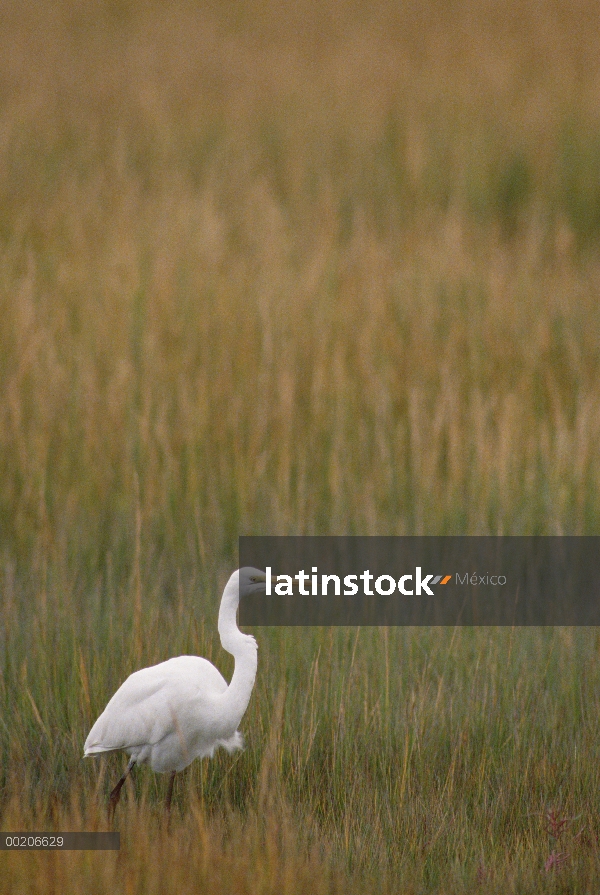 Garceta grande (Casmerodius albus) en hierba alta, isla de Assateague National Seashore, Maryland