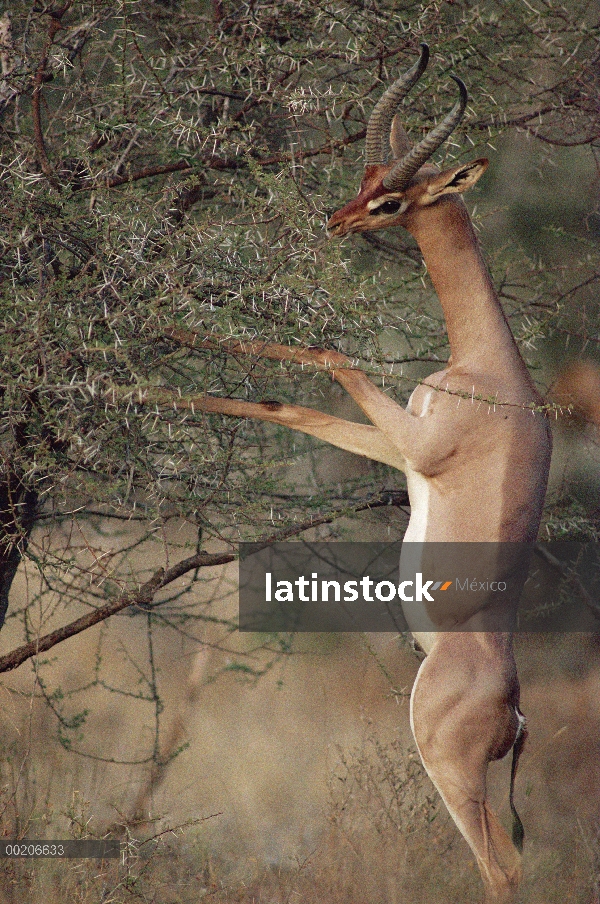 Gerenuk (Litocranius dirige) alimentación en zarza, nativo de zonas áridas, subsahariana, África del