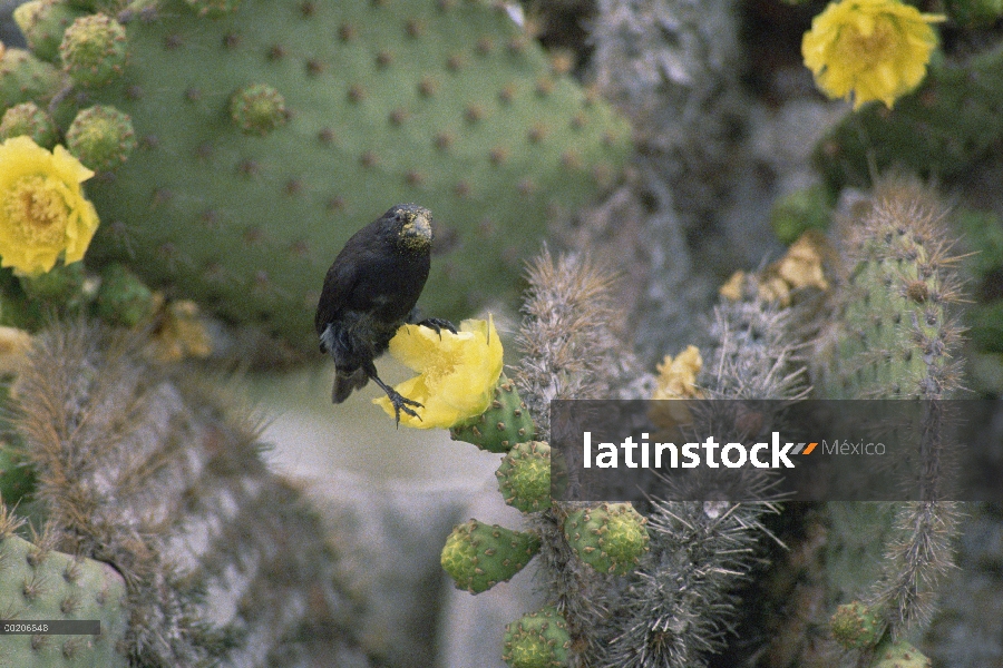 Pinzón de Cactus común (difficilis scandens), las Islas Galápagos, Ecuador