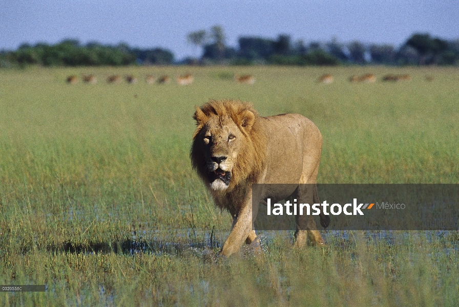 León africano (Panthera leo) hombre caminando a través de inundaron pastizales, Delta del Okavango, 