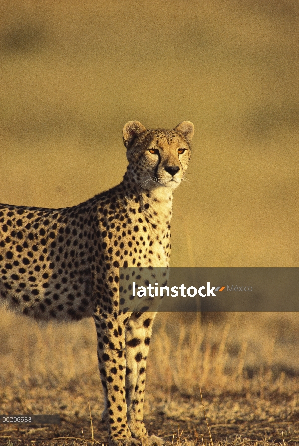 Guepardo (Acinonyx jubatus) en Sabana, reserva Masai Mara, Kenia