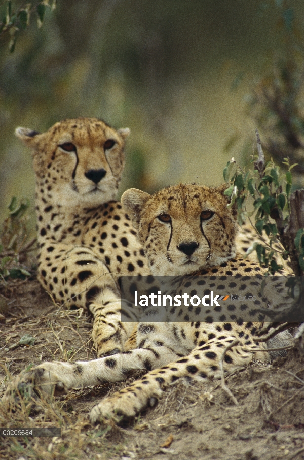 Par de guepardo (Acinonyx jubatus) descansando en la sombra, reserva Masai Mara, Kenia