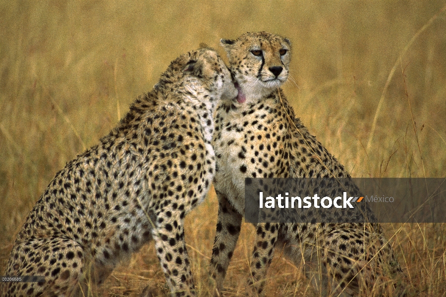 Par de guepardo (Acinonyx jubatus) preparación uno al otro, reserva Masai Mara, Kenia