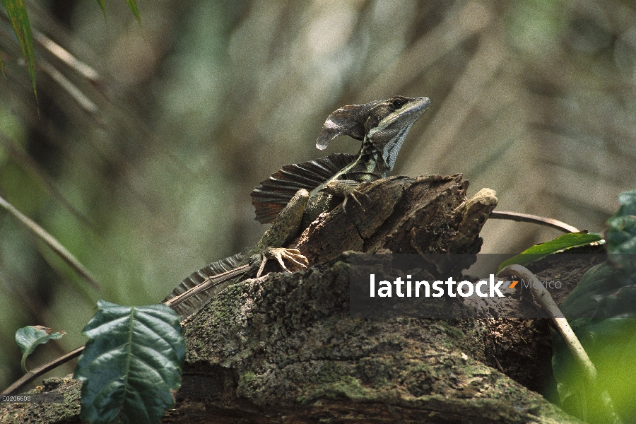 Basilisco verde (Basiliscus plumifrons), Manuel Antonio National Park, Costa Rica