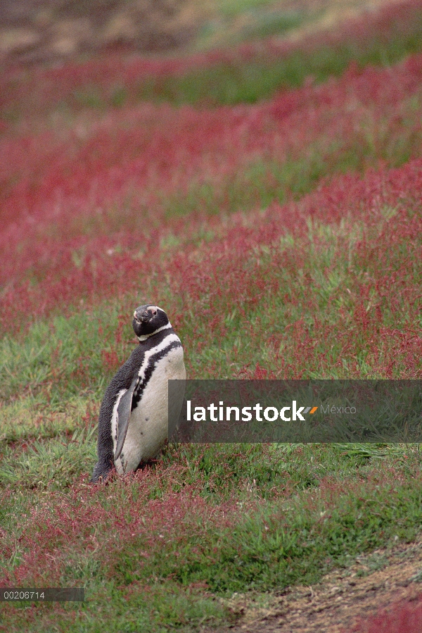 Pingüino de Magallanes (Spheniscus magellanicus) en la colina llena de flores, oeste de las Islas Ma