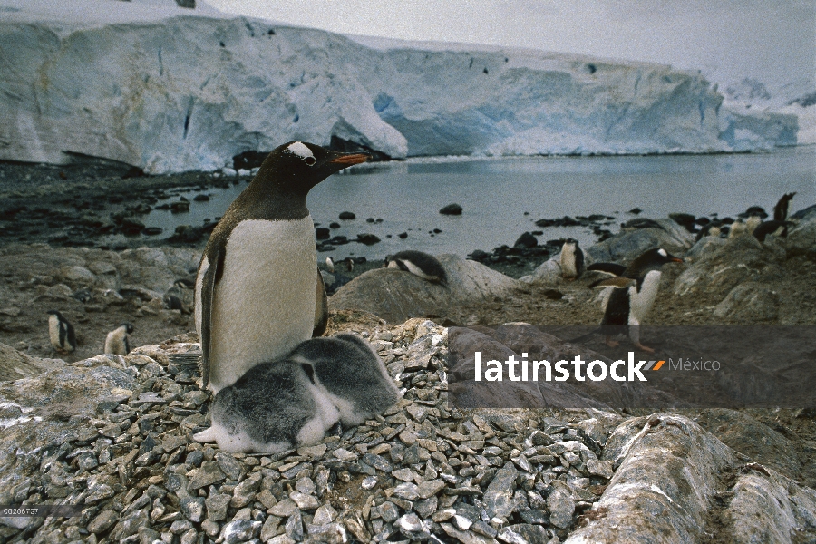 Pingüino de Gentoo (Pygoscelis papua) calentamiento polluelos en el nido, Península Antártica, Antár