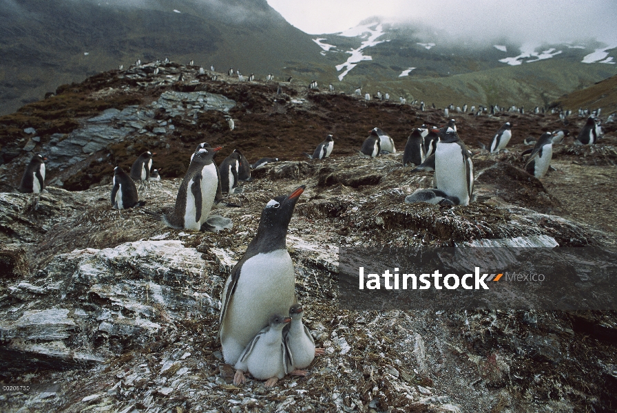 Padre del pingüino (Pygoscelis papua) con polluelos en el nido, en la Colonia, la isla de Georgia de