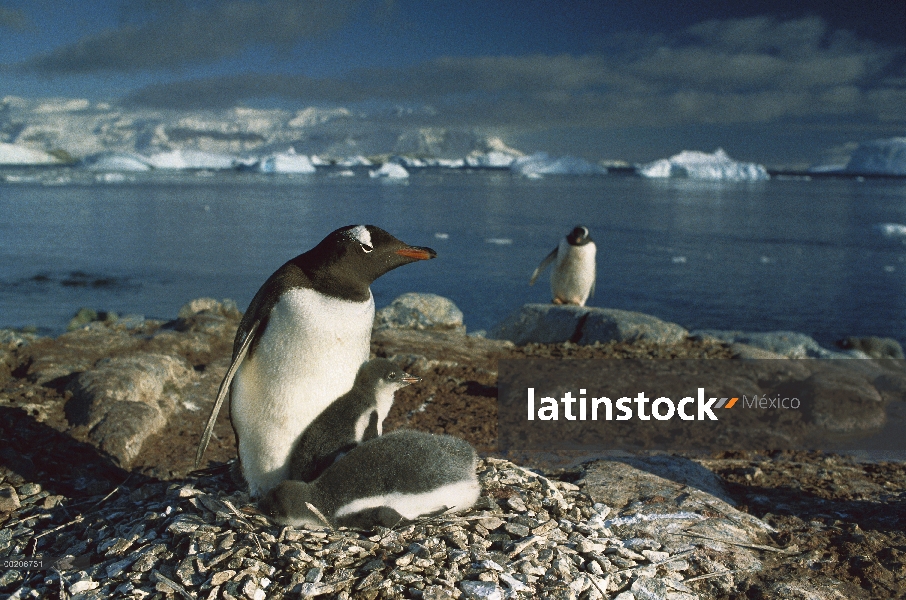 Padre del pingüino (Pygoscelis papua) calentamiento polluelos en el nido, Península Antártica, Antár