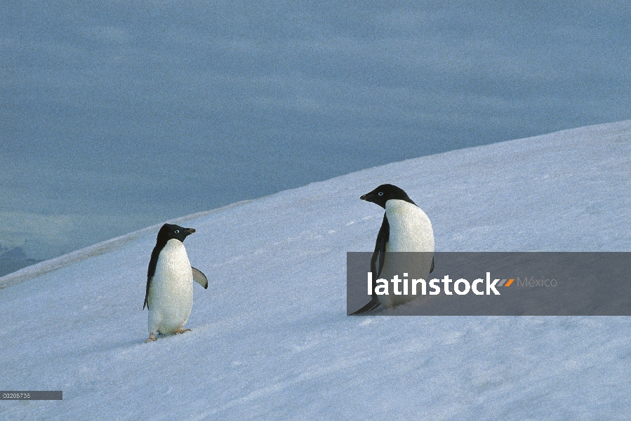 Pingüino de Adelia (Pygoscelis adeliae) par de nevero, Península Antártica, Antártida