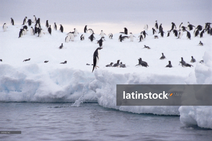 Pingüino de Adelia (Pygoscelis adeliae) saltando en el océano de hielo borde, Península Antártica, A