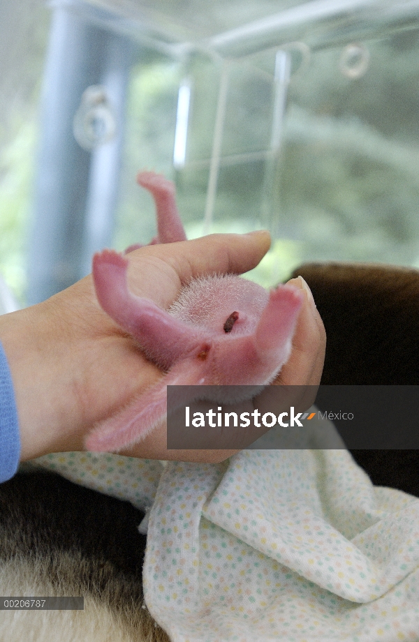 Panda gigante (Ailuropoda melanoleuca) recién nacido con parte del cordón umbilical aún Unido, celeb