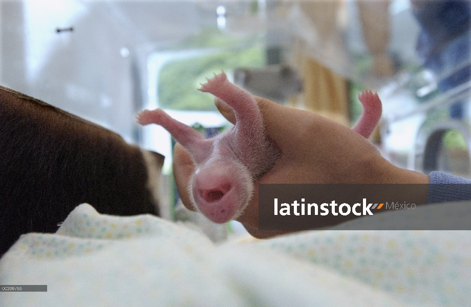 Recién nacido del Panda gigante (Ailuropoda melanoleuca) celebrado por el trabajador en la conservac