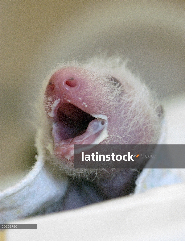 Bebé Panda gigante (Ailuropoda melanoleuca) con leche en su boca después de ser alimentados con un b