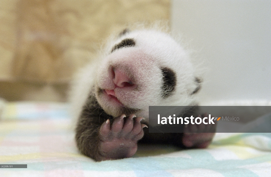 Bebé Panda gigante (Ailuropoda melanoleuca) que se extiende a la conservación de China y el centro d