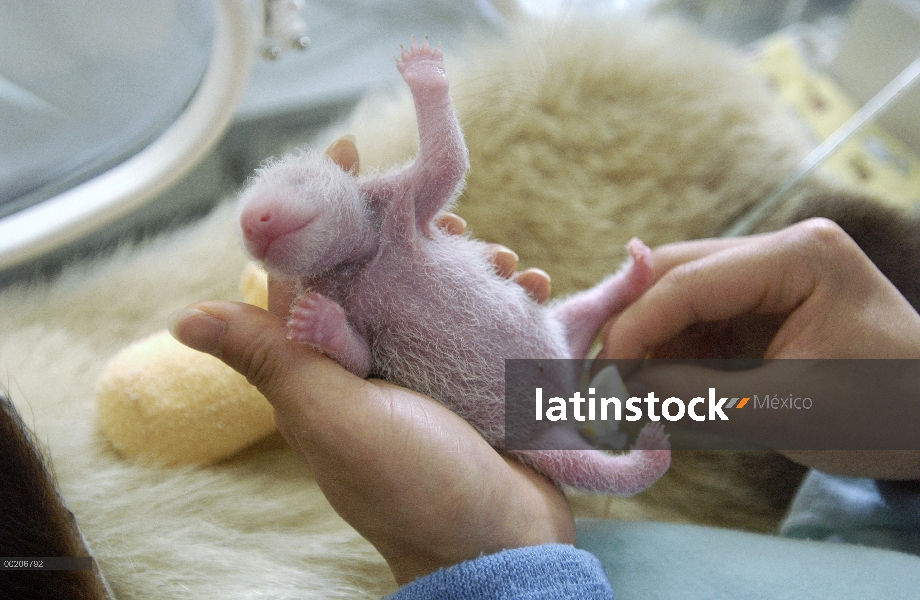 Bebé Panda gigante (Ailuropoda melanoleuca) en la conservación de China y el centro de investigación