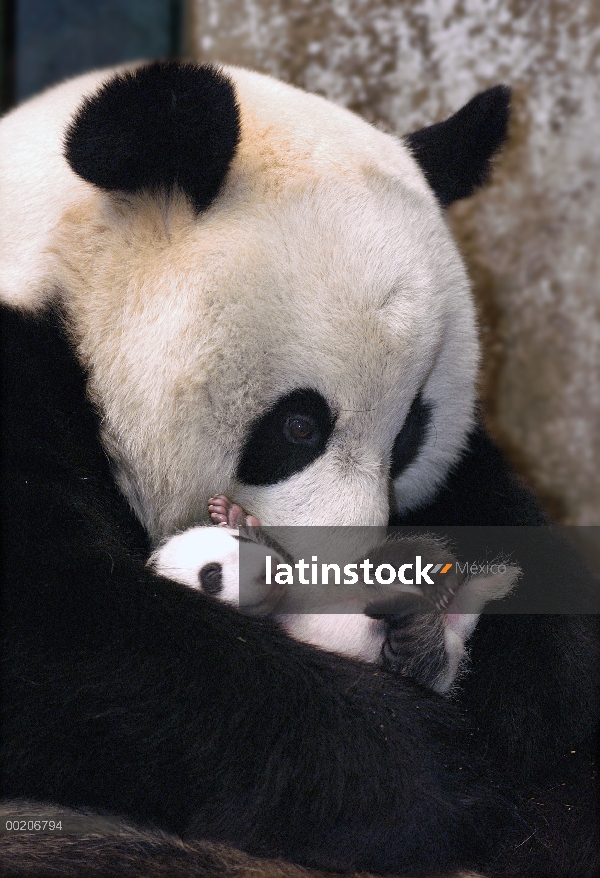 Panda gigante (Ailuropoda melanoleuca) madre y el bebé de dos semana de edad, reserva natural de Wol