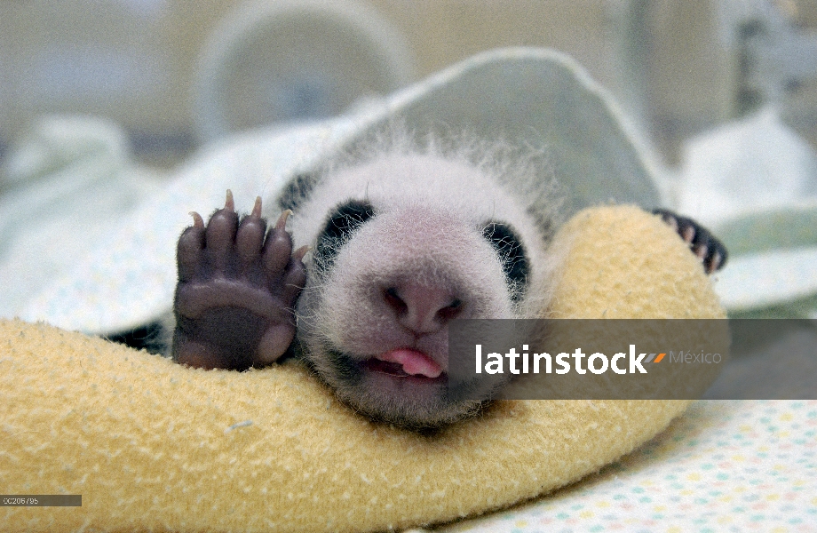 Bebé Panda gigante (Ailuropoda melanoleuca) en la conservación de China y el centro de investigación