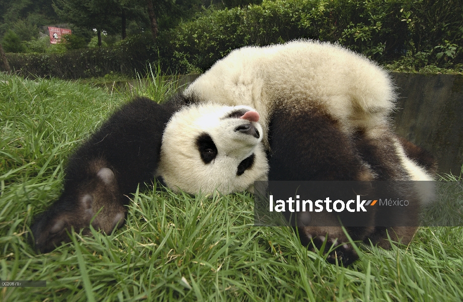 Panda gigante (Ailuropoda melanoleuca) en pasto verde, reserva natural de Wolong, China