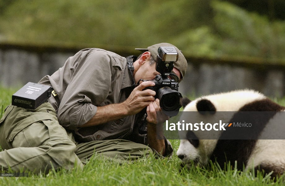 Panda gigante (Ailuropoda melanoleuca) bebé fotografía de Gerry Ellis en la conservación de China y 