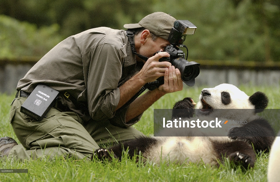 Panda gigante (Ailuropoda melanoleuca) bebé fotografía de Gerry Ellis en la conservación de China y 