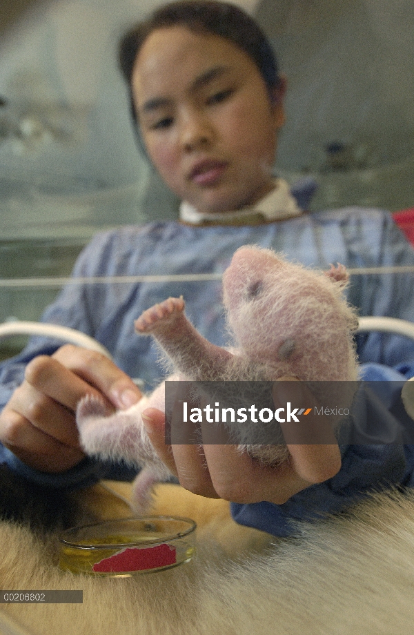 Panda gigante (Ailuropoda melanoleuca) recién nacido por Hu Hai Ping en la conservación de China y e