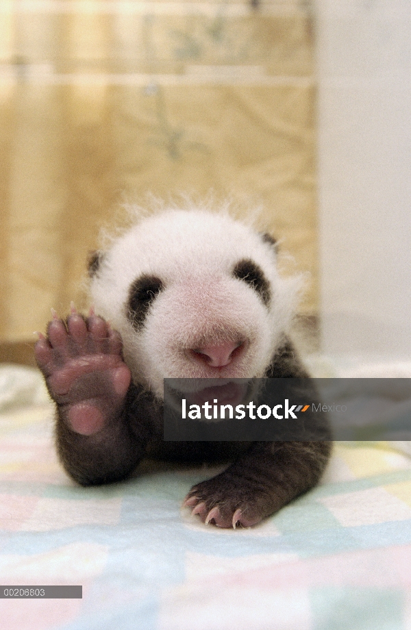 Cachorro de Panda gigante (Ailuropoda melanoleuca) en la conservación de China y el centro de invest