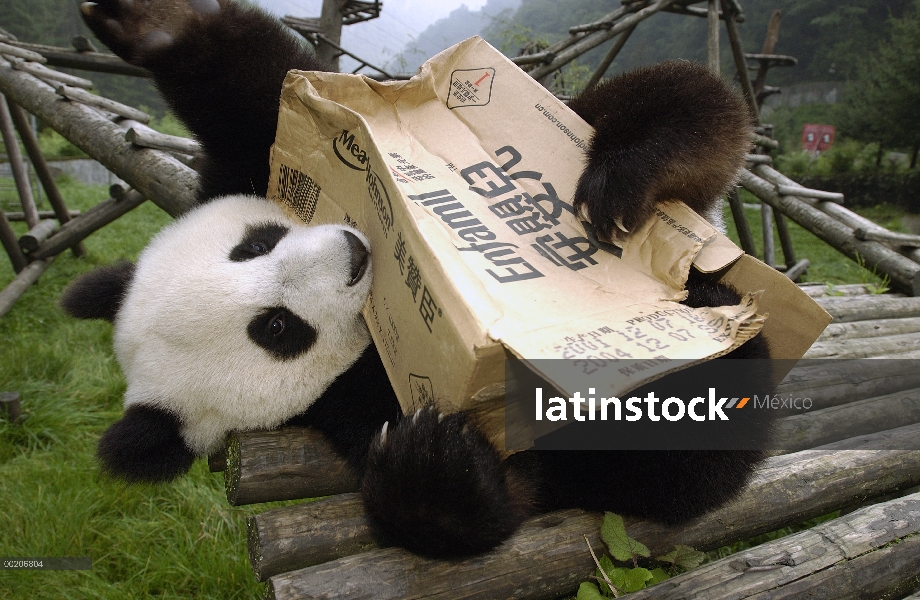 Panda gigante (Ailuropoda melanoleuca) jugando con la caja de cartón, reserva natural de Wolong, Chi