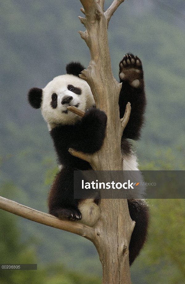 Cachorro de Panda gigante (Ailuropoda melanoleuca) escalada de árbol, reserva natural de Wolong, Chi