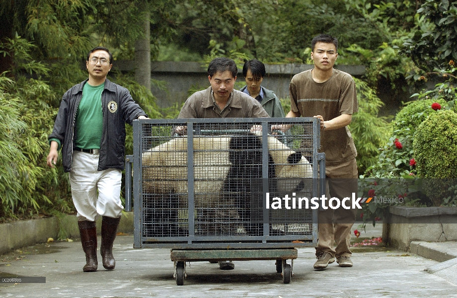 Panda gigante (Ailuropoda melanoleuca) transportado, conservación de China y centro de investigación