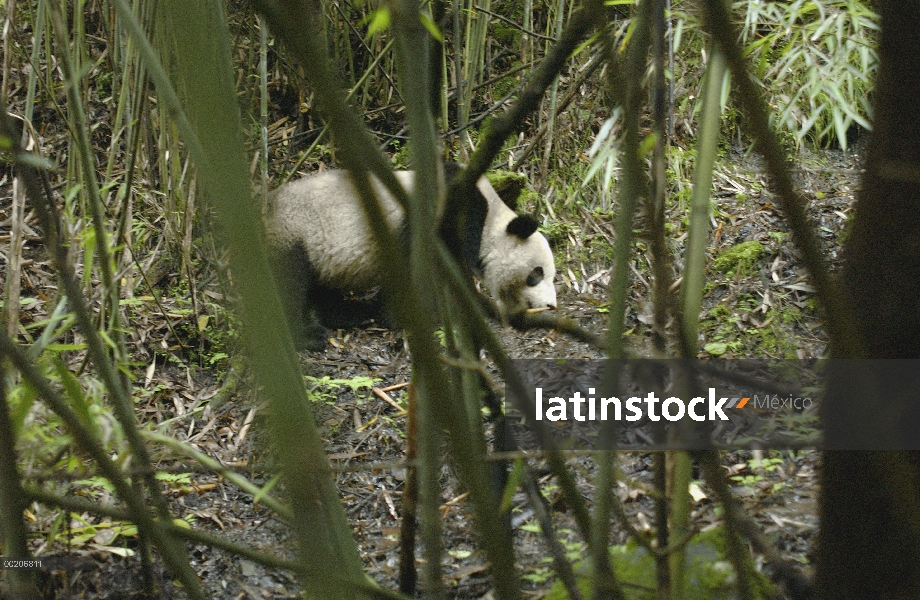 Panda gigante (Ailuropoda melanoleuca), visto a través de bambú acecha, reserva natural de Wolong, C