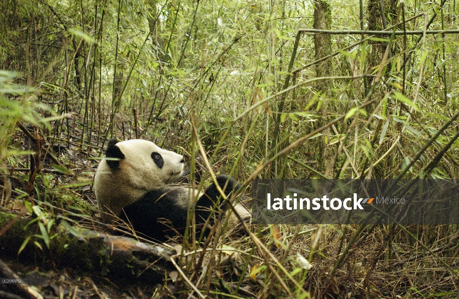 Panda gigante (Ailuropoda melanoleuca) yazca sobre el suelo entre bambú, reserva natural de Wolong, 