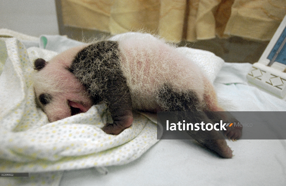 Bebé Panda gigante (Ailuropoda melanoleuca) en vivero en el centro de investigación para el Panda gi