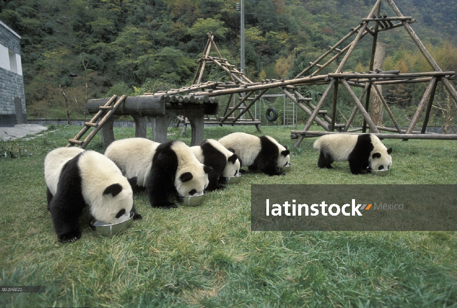 Panda gigante (Ailuropoda melanoleuca) cinco Pandas jóvenes comiendo en la conservación de China y e