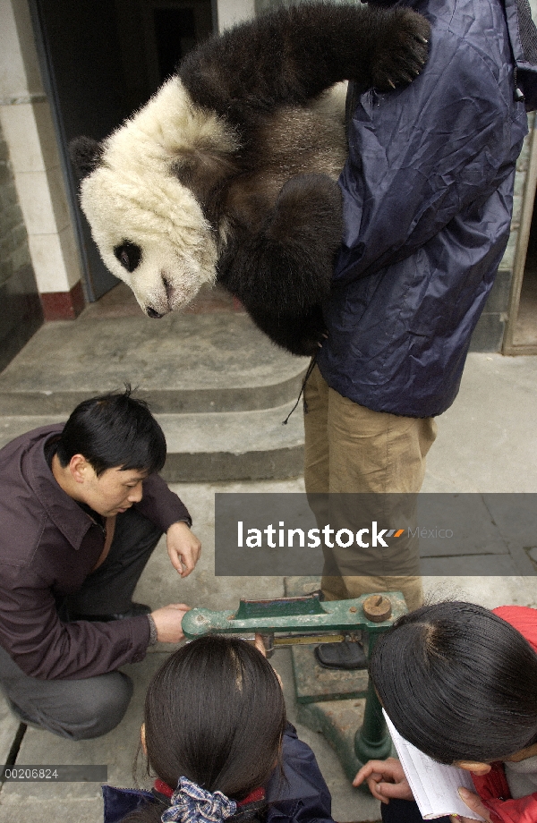 Bebé Panda gigante (Ailuropoda melanoleuca) preparándose para ser pesadas por los investigadores en 