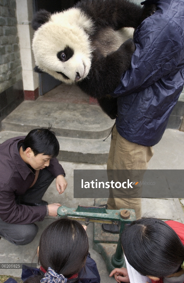 Bebé Panda gigante (Ailuropoda melanoleuca) preparándose para ser pesadas por los investigadores en 