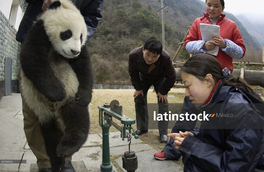 Panda gigante (Ailuropoda melanoleuca) bebé que pesó por investigadores de la conservación de China 