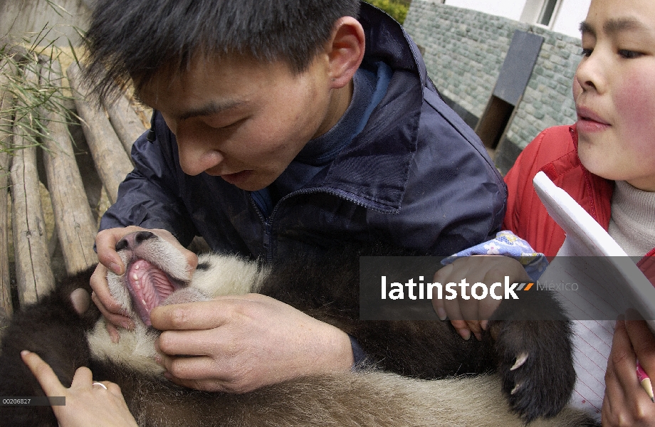 Bebé Panda gigante (Ailuropoda melanoleuca) con el investigador busca en su boca, en la conservación