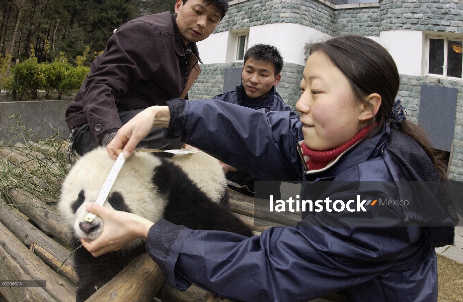 Bebé Panda gigante (Ailuropoda melanoleuca) tiene la nariz medido por los investigadores en la conse