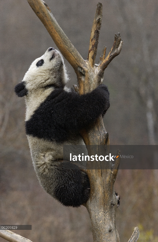 Panda gigante (Ailuropoda melanoleuca) sube a un árbol en la conservación de China y el centro de in