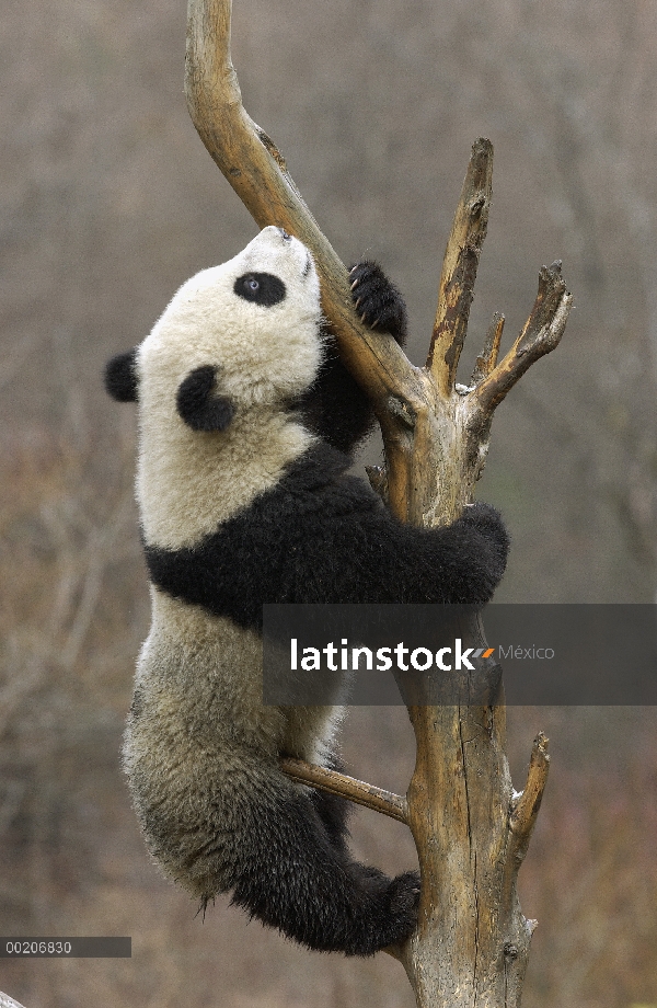 Cachorro de Panda gigante (Ailuropoda melanoleuca) sube a un árbol en la conservación de China y el 