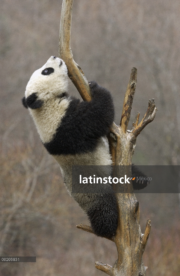 Panda gigante (Ailuropoda melanoleuca) sube a un árbol en la conservación de China y el centro de in