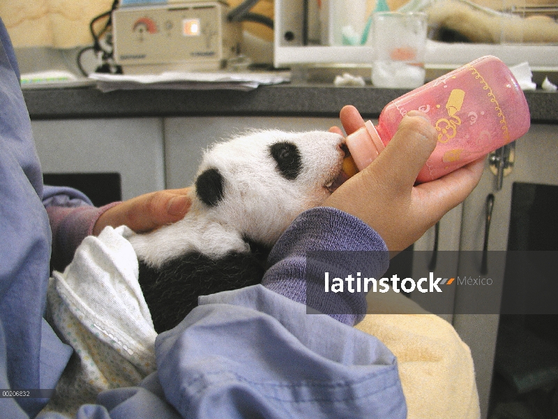 Investigador del Panda gigante (Ailuropoda melanoleuca) alimentación de bebé con una botella en la c