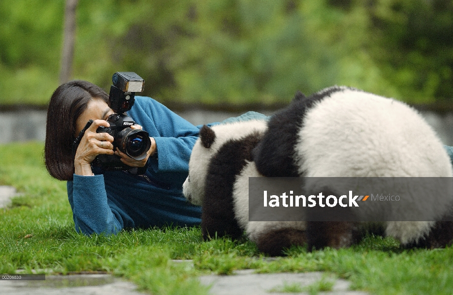 Panda gigante (Ailuropoda melanoleuca), fotografiada en la conservación de China y el centro de inve