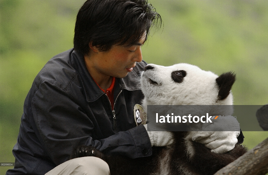 Cachorro de Panda gigante (Ailuropoda melanoleuca) con el tutor en la conservación de China y el cen