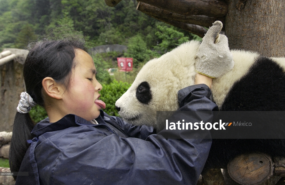 Panda gigante (Ailuropoda melanoleuca) en la conservación de China y el centro de investigación para