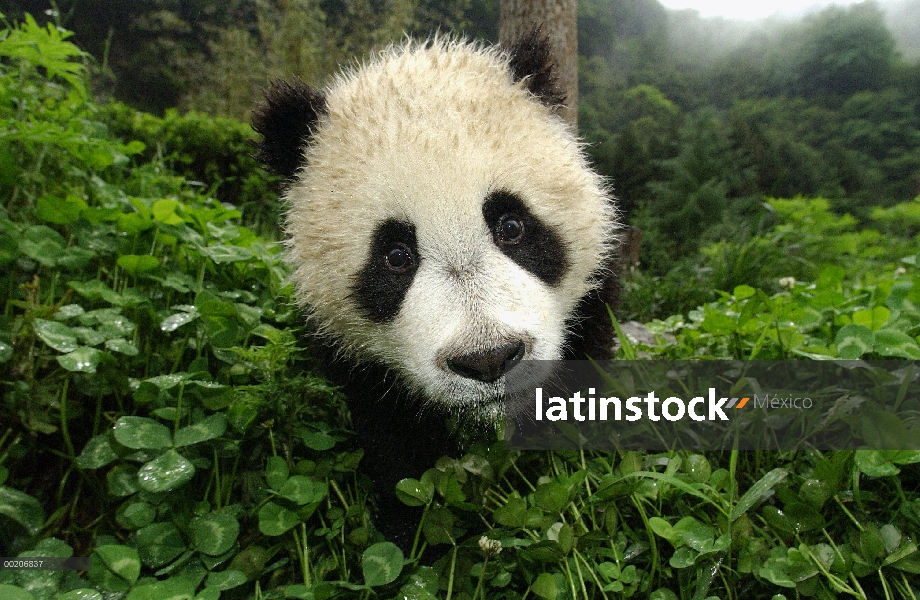 Panda gigante (Ailuropoda melanoleuca) primer plano retrato de joven Panda en el centro de investiga