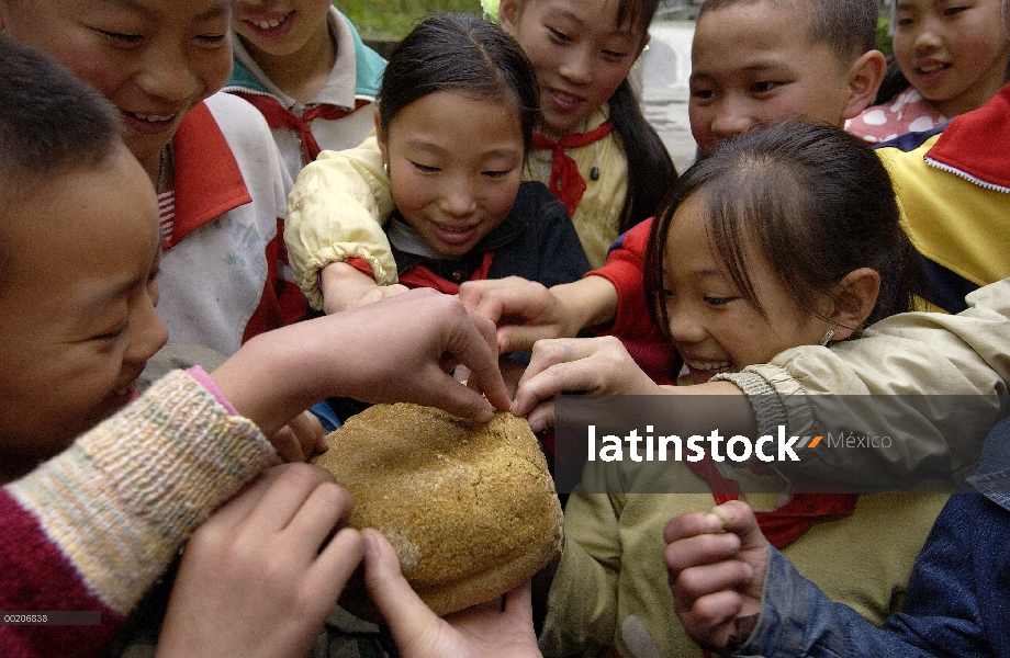 Niños visitando el centro de investigación y conservación de China para el Panda gigante inspección 