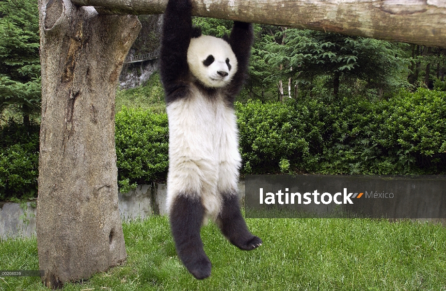 Panda gigante (Ailuropoda melanoleuca) Panda joven colgado de árbol en la conservación de China y el